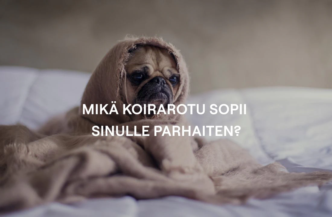 Testaa helposti mikä koirarotu sopii sinulle!